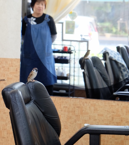 キリヌキ_スズメ_DSCF0617 (444x500)