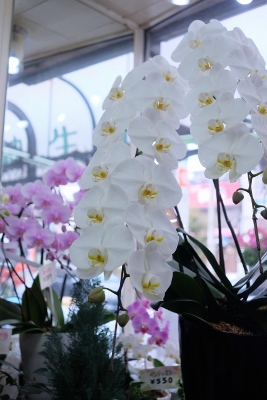 DSCF8855 (853x1280) (267x400)