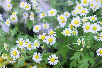 DSCF8882 (1280x853) (400x267)