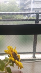 13735033_788499257959818_8880924732325617529_o