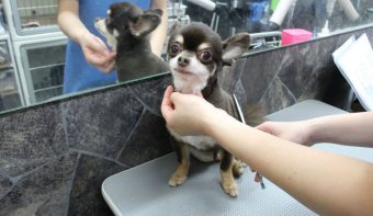 ペットサロンWISH