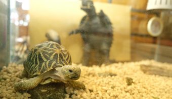 門仲銘茶 石﨑園