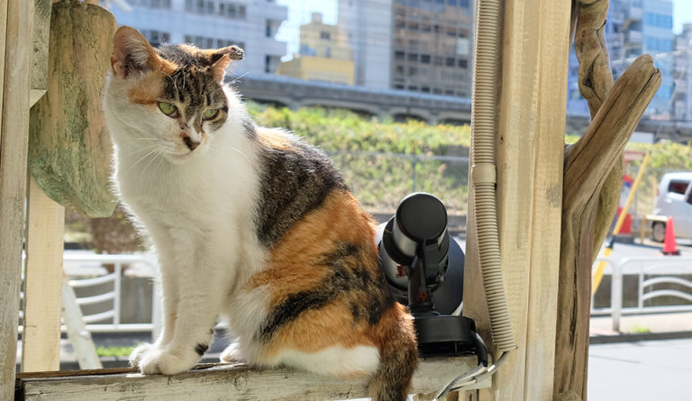 ロコマーケット　亀戸店