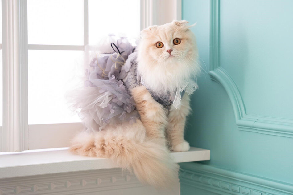 フォトスタジオネコピアノ