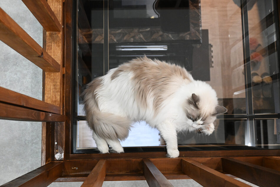 フォトスタジオネコピアノ