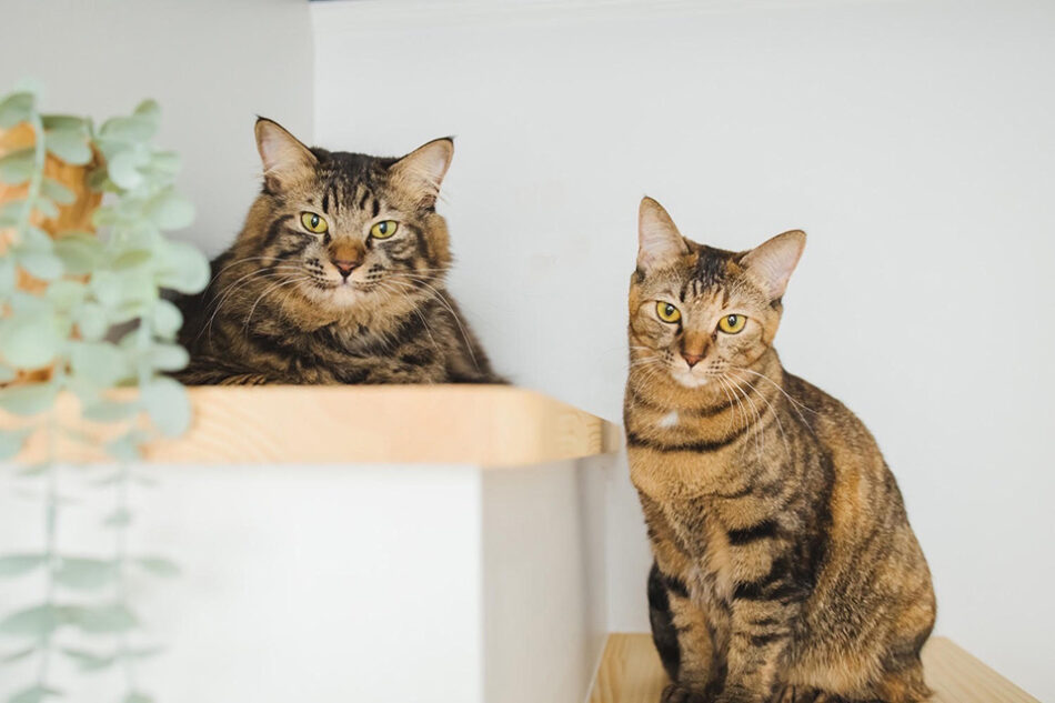 フォトスタジオネコピアノ