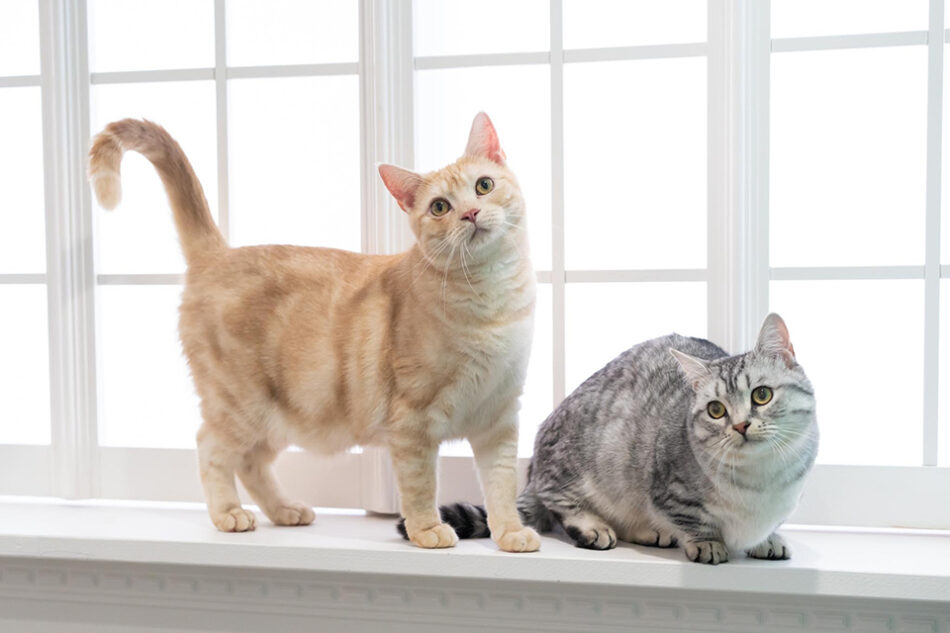 フォトスタジオネコピアノ