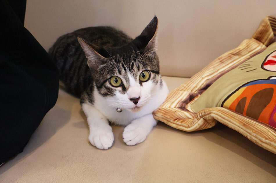 カフェ・パークサイド