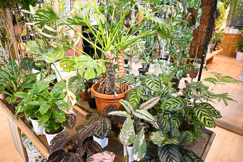 Fucasgreen 深川観葉植物店