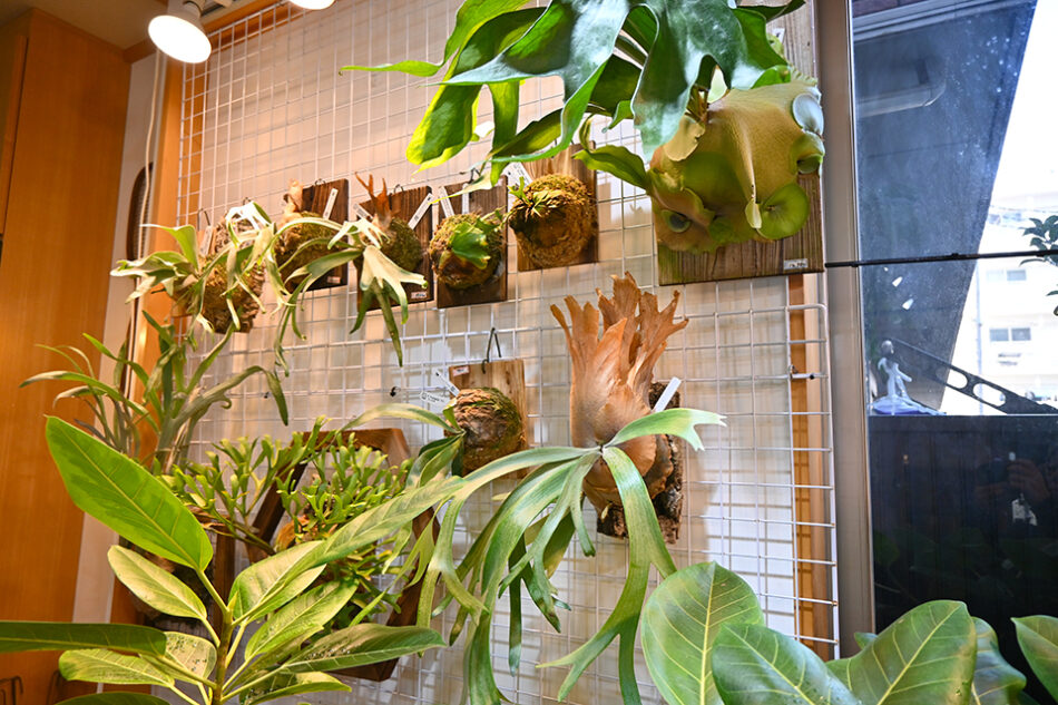 Fucasgreen 深川観葉植物店