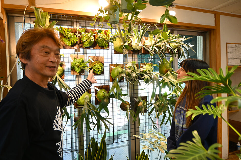 Fucasgreen 深川観葉植物店