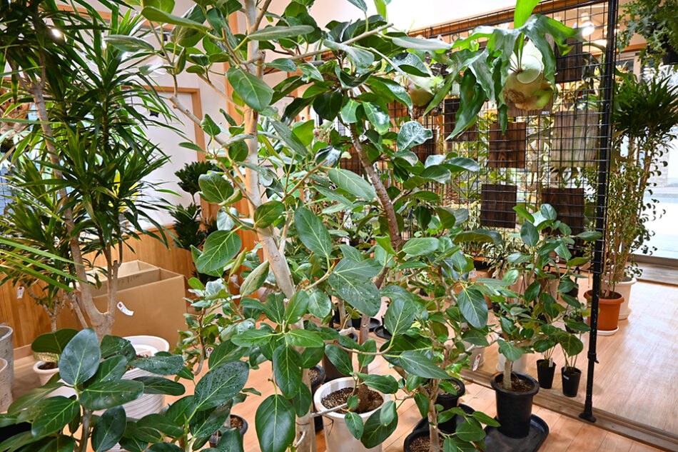 Fucasgreen 深川観葉植物店